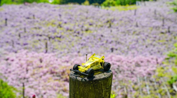藤の花と羊の群れ/Wisteria flowers and a flock of sheep